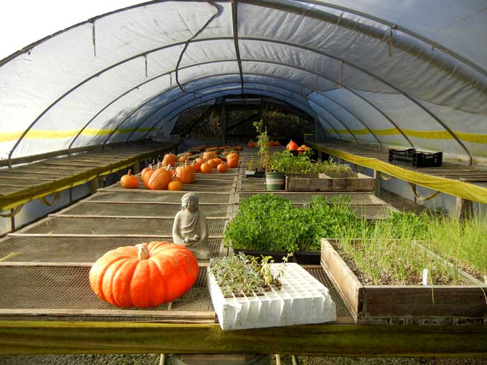 Buddha shrine in the greenhouse at Green Gulch