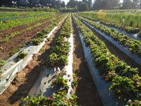 strawberries at the UCSC Agroecology farm