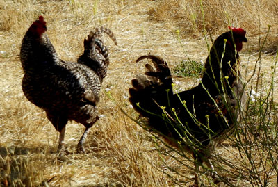 chickens at Live Power Farm