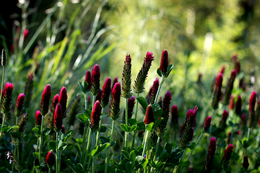 crimson clover