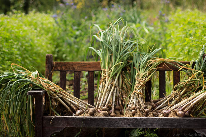 garlic on garden bench
