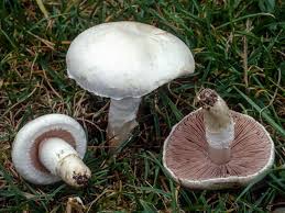 agaricus mushroom