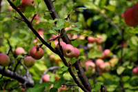 Fuji Apples