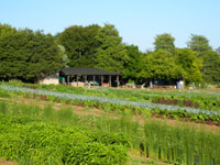 UCSC Agroecoloty Program, initiated originally by Alan Chadwick