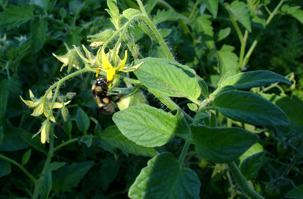 Tomato in bloom