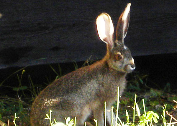 Jack Rabbit in the Garden