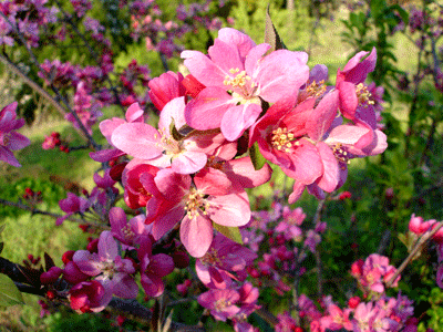 Apple Blossoms