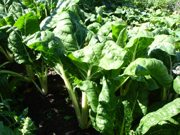 A bed of Swiss chard, grown in the manner of Alan Chadwick.