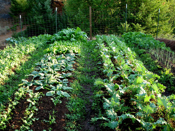 Kale, grown in accordance with the Alan Chadwick, Biodynamic French Intensive method