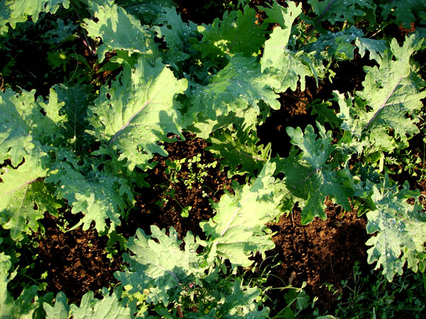 Russian kale, in its early stages