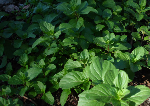 Orange Bergamot mint growing near the water spicket.