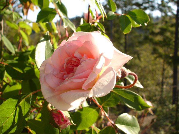 Rose (Photo by Greg Haynes)