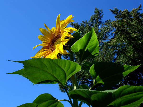 Sunflower. Variety: Mammoth