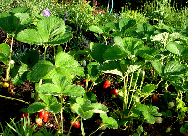 A bed of strawberries grown according to the Alan Chadwick method.