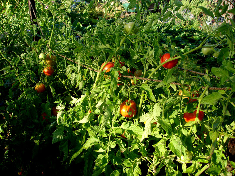 tomatoes