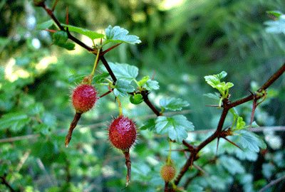 Gooseberries
